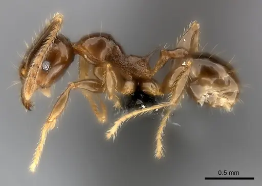 Pheidole aelloea specimen CASENT0110498 image casent0110498_3