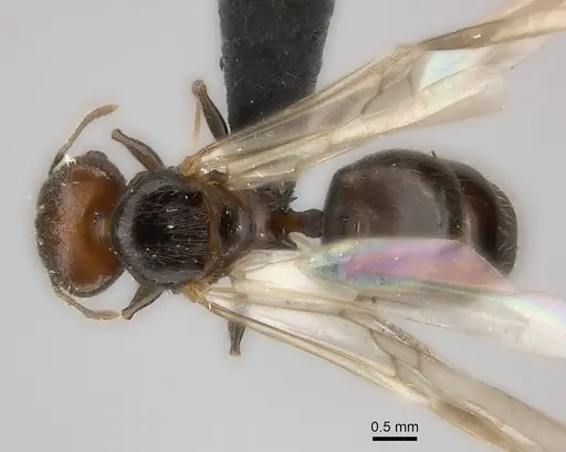 Pheidole aelloea specimen CASENT0235068 image casent0235068_1