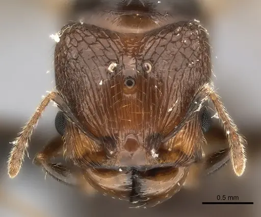 Pheidole aelloea specimen CASENT0235068 image casent0235068_2