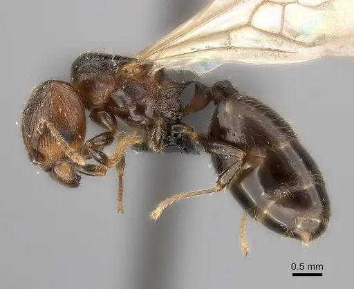 Pheidole aelloea specimen CASENT0235068 image casent0235068_3