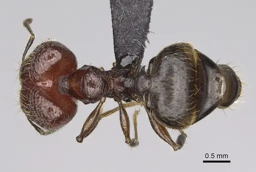 Pheidole aelloea specimen CASENT0236213 image casent0236213_1