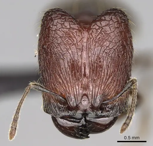 Pheidole aelloea specimen CASENT0236213 image casent0236213_2
