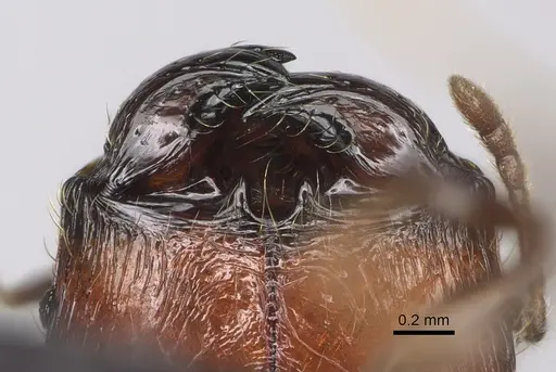 Pheidole aelloea specimen CASENT0236213 image casent0236213_3