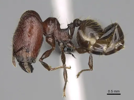 Pheidole aelloea specimen CASENT0236213 image casent0236213_4