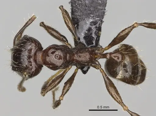 Pheidole aelloea specimen CASENT0923221 image casent0923221_1