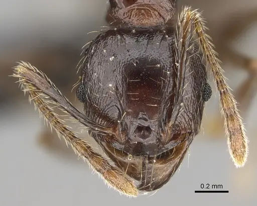 Pheidole aelloea specimen CASENT0923221 image casent0923221_2