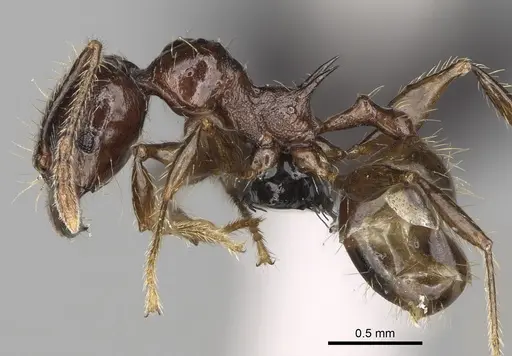 Pheidole aelloea specimen CASENT0923221 image casent0923221_3