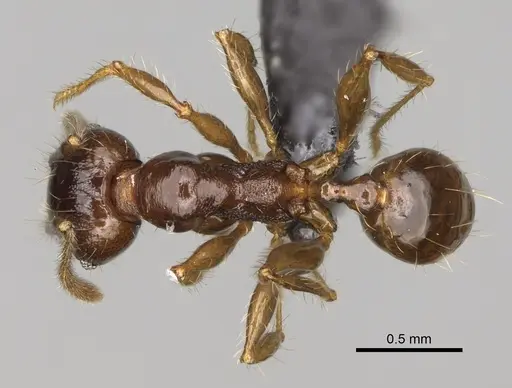 Pheidole aelloea specimen CASENT0923222 image casent0923222_1