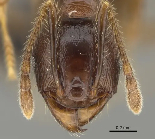 Pheidole aelloea specimen CASENT0923222 image casent0923222_2