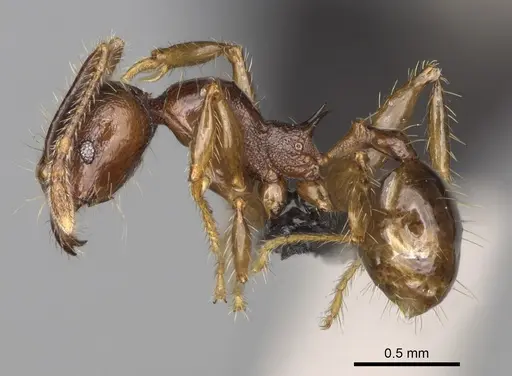 Pheidole aelloea specimen CASENT0923222 image casent0923222_3