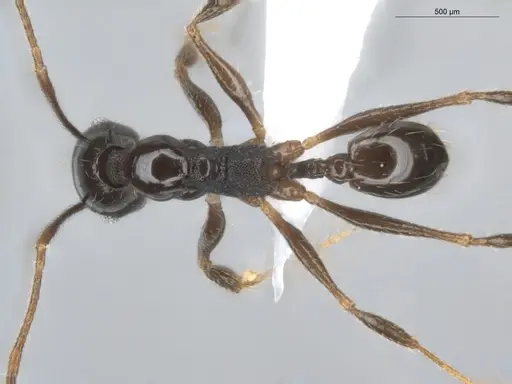 Pheidole aenescens specimen ECOFOG-CNI20-0063-14 image ecofog-cni20-0063-14_1