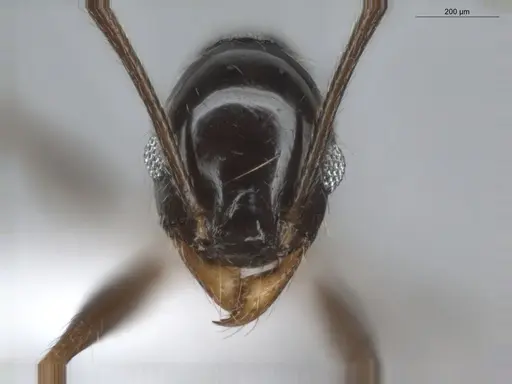 Pheidole aenescens specimen ECOFOG-CNI20-0063-14 image ecofog-cni20-0063-14_2