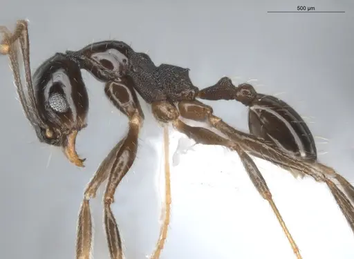 Pheidole aenescens specimen ECOFOG-CNI20-0063-14 image ecofog-cni20-0063-14_3