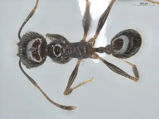 Pheidole aenescens specimen ECOFOG-CNI20-0063-15 image ecofog-cni20-0063-15_1