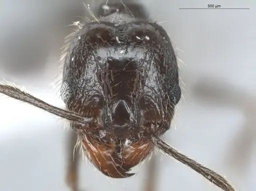 Pheidole aenescens specimen ECOFOG-CNI20-0063-15 image ecofog-cni20-0063-15_2