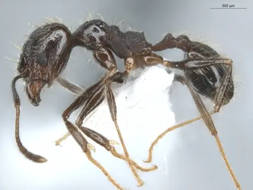 Pheidole aenescens specimen ECOFOG-CNI20-0063-15 image ecofog-cni20-0063-15_3