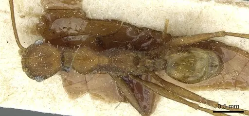 Pheidole aequiseta specimen CASENT0913259 image casent0913259_1