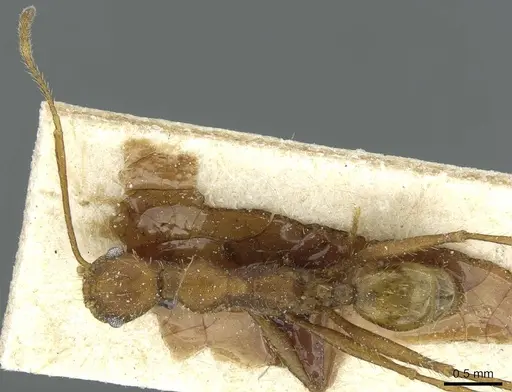 Pheidole aequiseta specimen CASENT0913259 image casent0913259_2