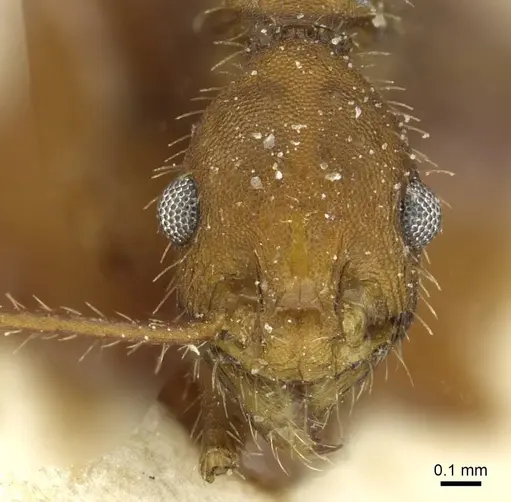 Pheidole aequiseta specimen CASENT0913259 image casent0913259_3