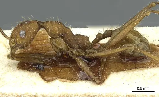 Pheidole aequiseta specimen CASENT0913259 image casent0913259_4
