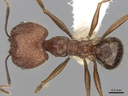 Pheidole aglae specimen CASENT0281668 image casent0281668_1