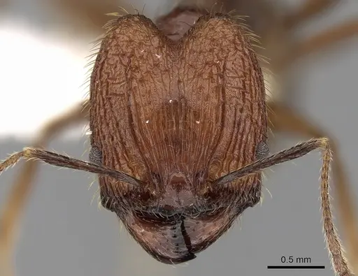 Pheidole aglae specimen CASENT0281668 image casent0281668_2