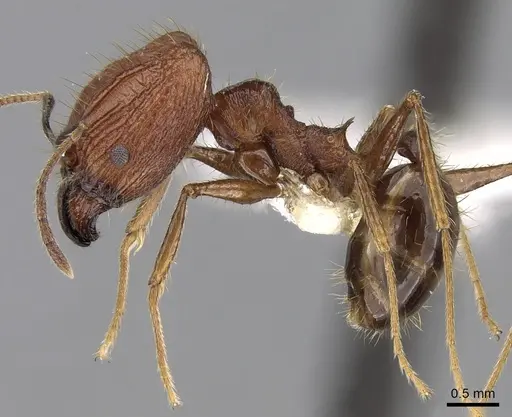 Pheidole aglae specimen CASENT0281668 image casent0281668_3