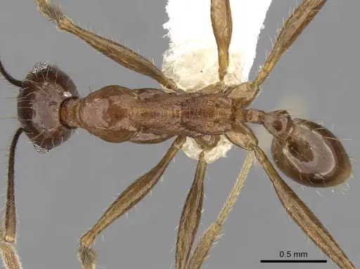 Pheidole aglae specimen CASENT0281669 image casent0281669_1