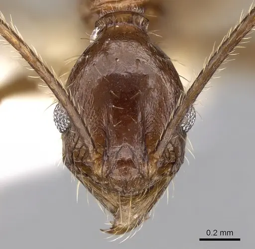 Pheidole aglae specimen CASENT0281669 image casent0281669_2