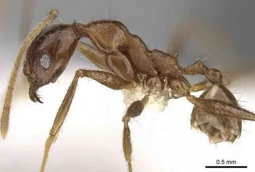 Pheidole aglae specimen CASENT0281669 image casent0281669_3