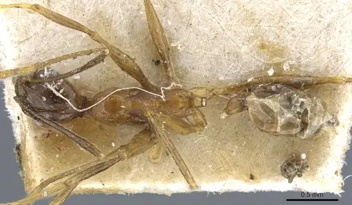 Pheidole aglae specimen CASENT0904253 image casent0904253_1