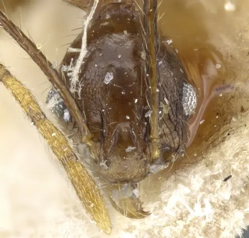 Pheidole aglae specimen CASENT0904253 image casent0904253_2