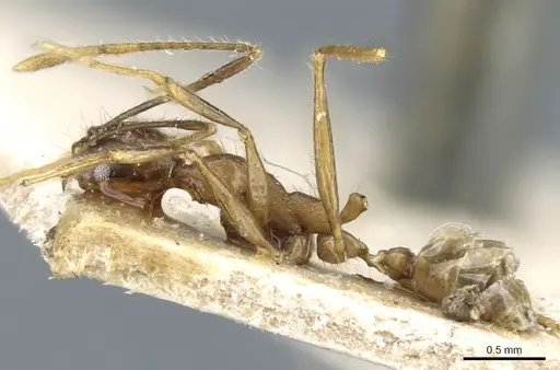 Pheidole aglae specimen CASENT0904253 image casent0904253_3