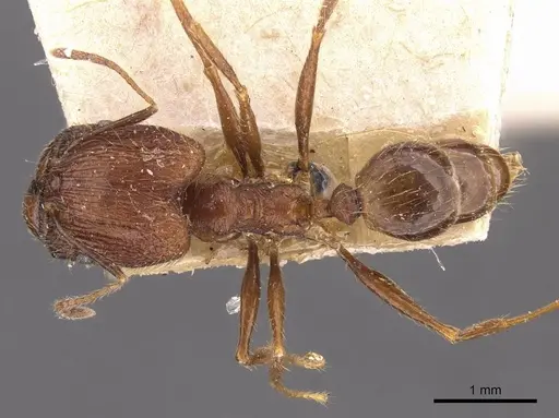 Pheidole aglae specimen CASENT0907856 image casent0907856_1