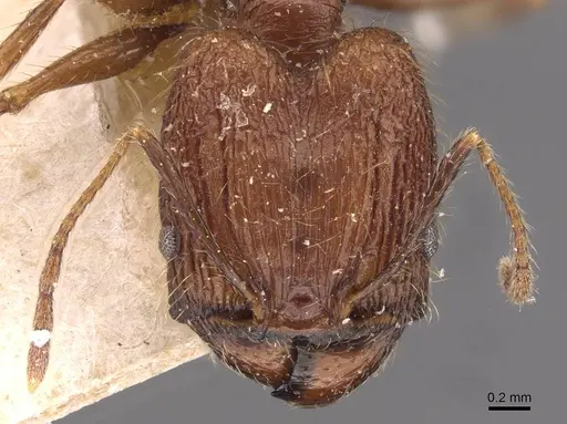 Pheidole aglae specimen CASENT0907856 image casent0907856_2