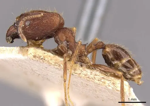 Pheidole aglae specimen CASENT0907856 image casent0907856_3