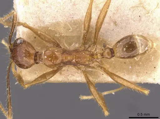 Pheidole aglae specimen CASENT0907857 image casent0907857_1