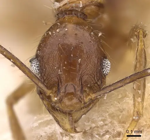 Pheidole aglae specimen CASENT0907857 image casent0907857_2