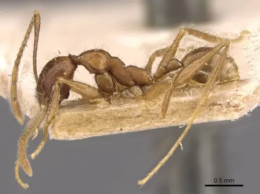 Pheidole aglae specimen CASENT0907857 image casent0907857_3
