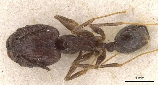 Pheidole aglae specimen CASENT0907875 image casent0907875_1