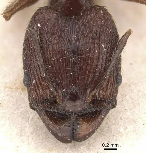Pheidole aglae specimen CASENT0907875 image casent0907875_2