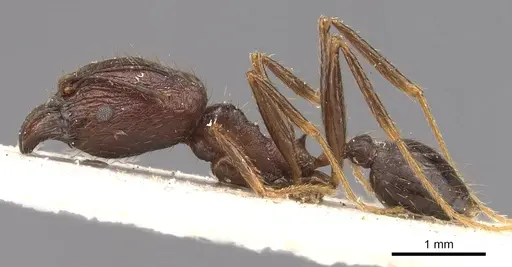 Pheidole aglae specimen CASENT0907875 image casent0907875_3