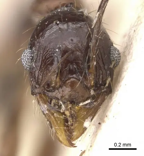 Pheidole aglae specimen CASENT0907876 image casent0907876_2