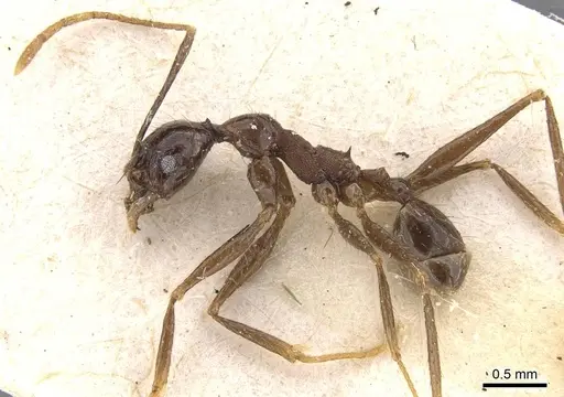 Pheidole aglae specimen CASENT0907876 image casent0907876_3