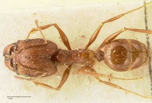 Pheidole aglae specimen FOCOL1356 image focol1356_1