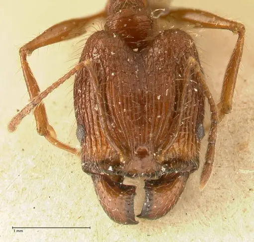 Pheidole aglae specimen FOCOL1356 image focol1356_2