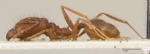 Pheidole aglae specimen FOCOL1356 image focol1356_3
