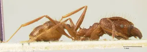 Pheidole aglae specimen FOCOL1356 image focol1356_4