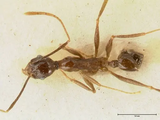 Pheidole aglae specimen FOCOL1357 image focol1357_1