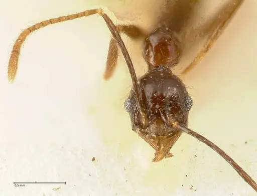 Pheidole aglae specimen FOCOL1357 image focol1357_2